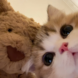 猫猫